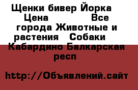 Щенки бивер Йорка  › Цена ­ 30 000 - Все города Животные и растения » Собаки   . Кабардино-Балкарская респ.